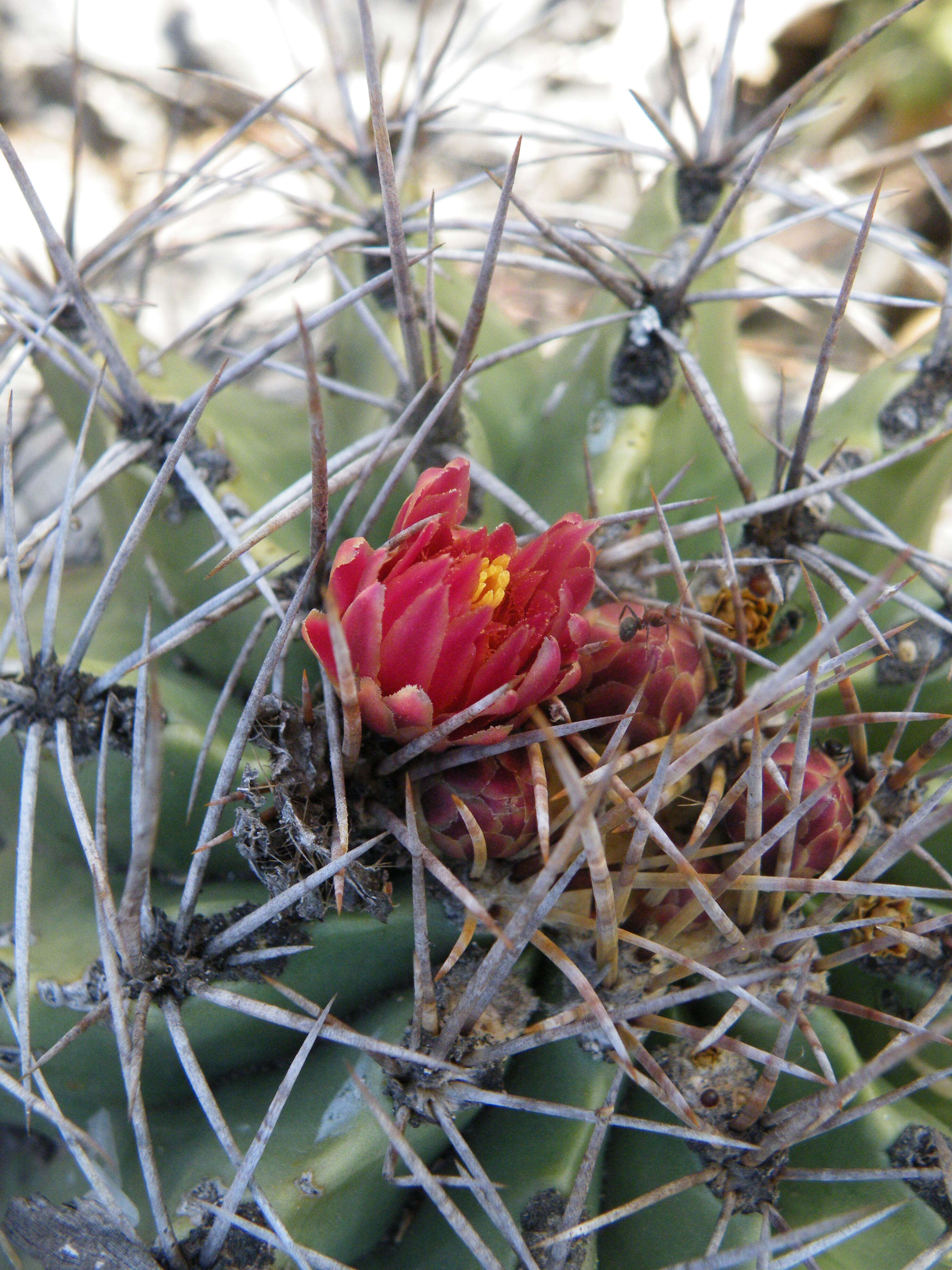 Image of Emory's barrel cactus