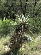 Image of Schott's yucca