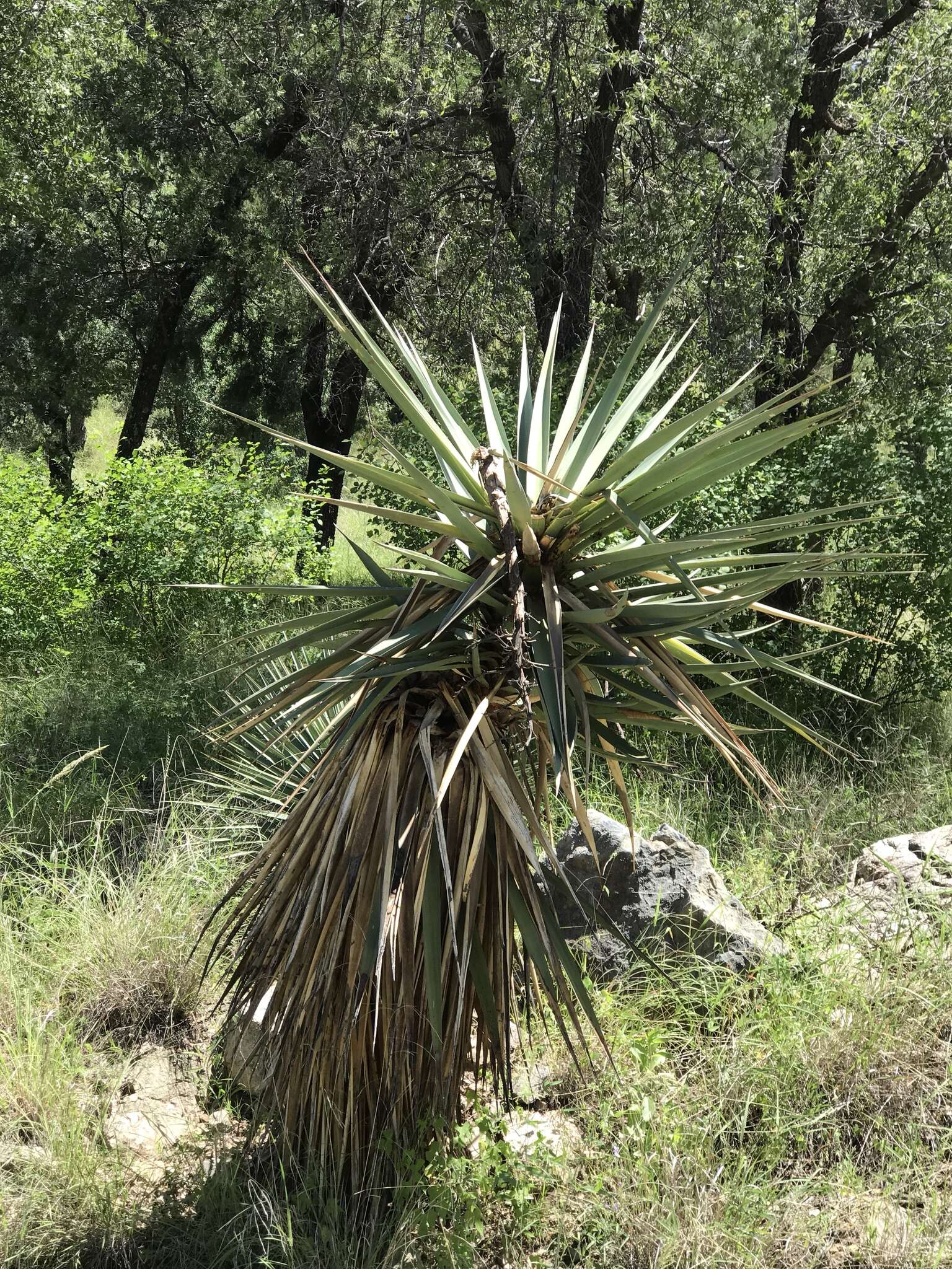 Image of Schott's yucca