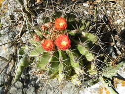 Image of Emory's barrel cactus