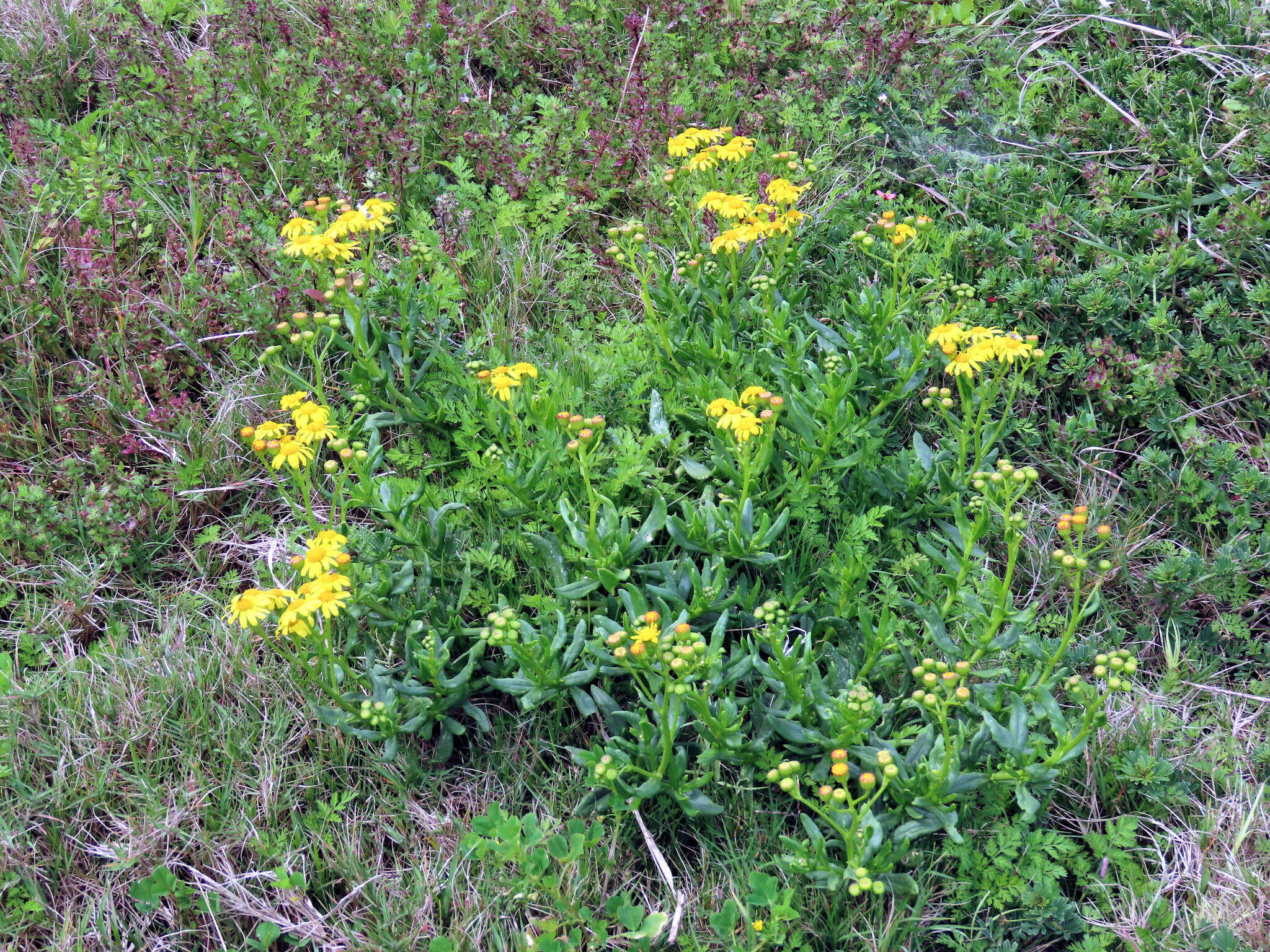 Imagem de Senecio litorosus Fourc.