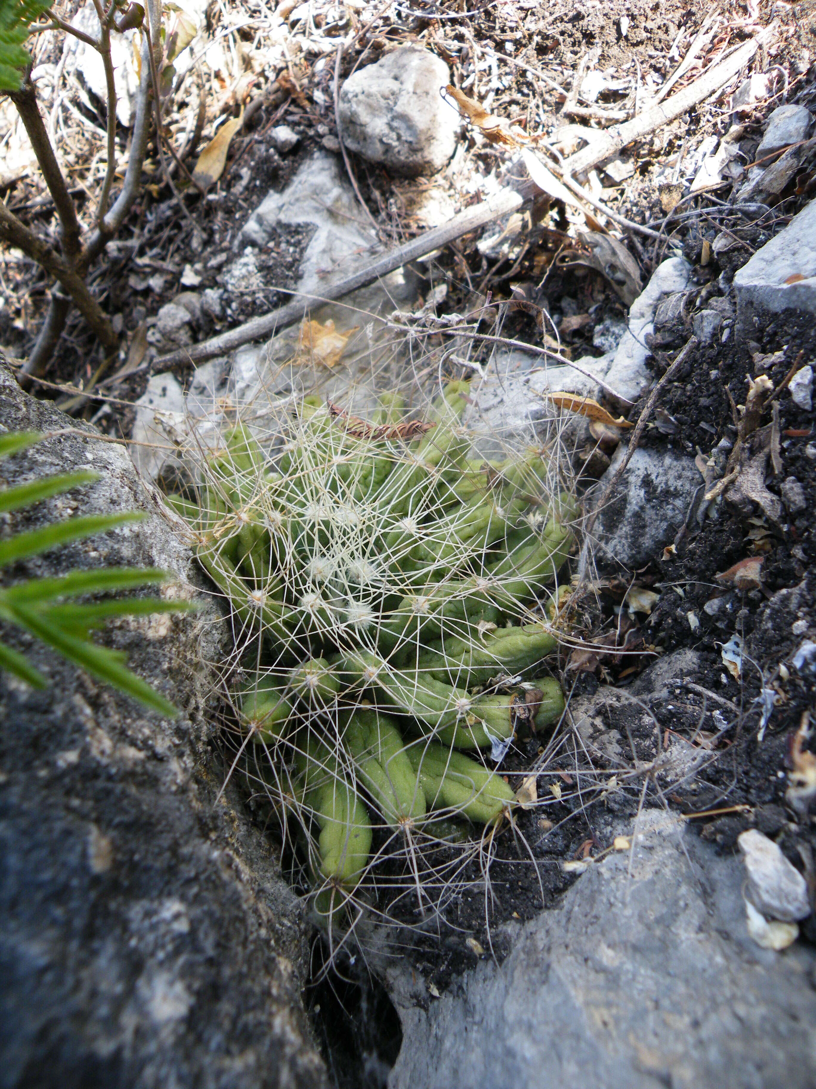 Image of Green-fruit Nipple Cactus