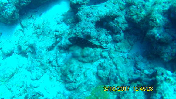 Image of Dark Green Parrotfish