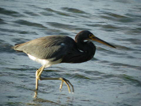 Image de Aigrette tricolore