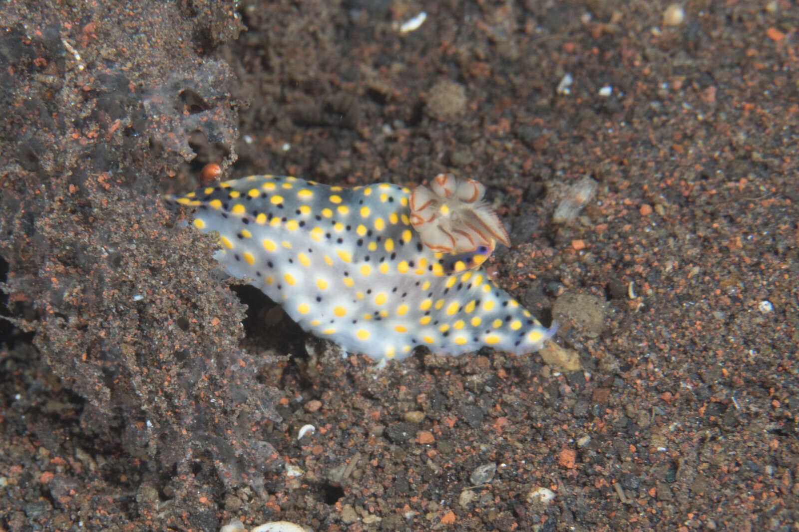 Image of Hypselodoris confetti Gosliner & R. F. Johnson 2018