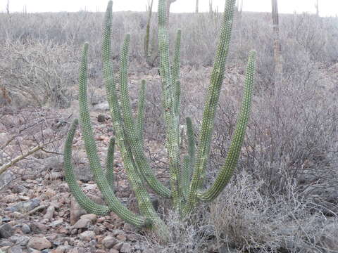 Image of Organ Pipe Cactus