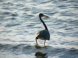 Image de Aigrette tricolore