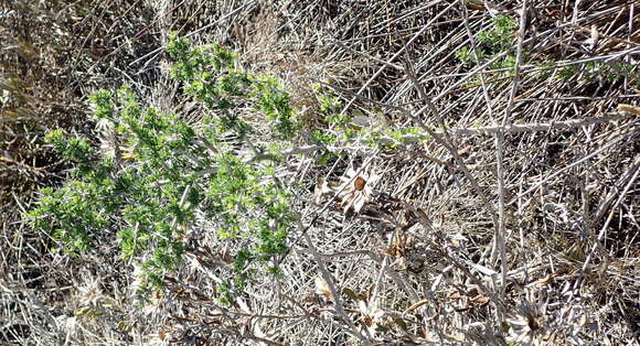 Image of Asparagus mariae (Oberm.) Fellingham & N. L. Mey.