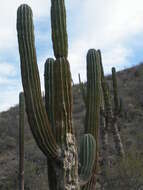 Image of Pachycereus pringlei (S. Watson) Britton & Rose