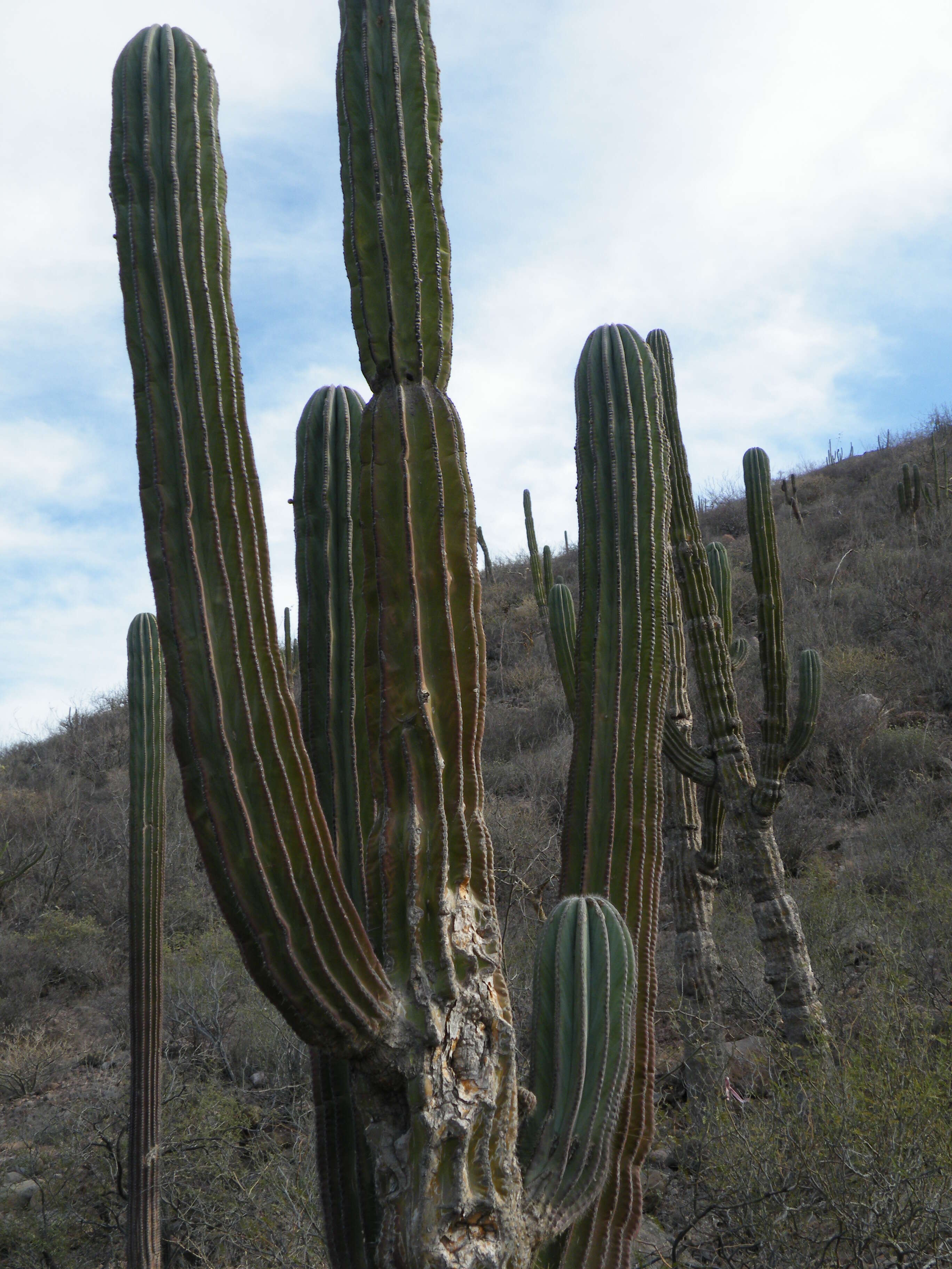 Image of Cardón Cactus