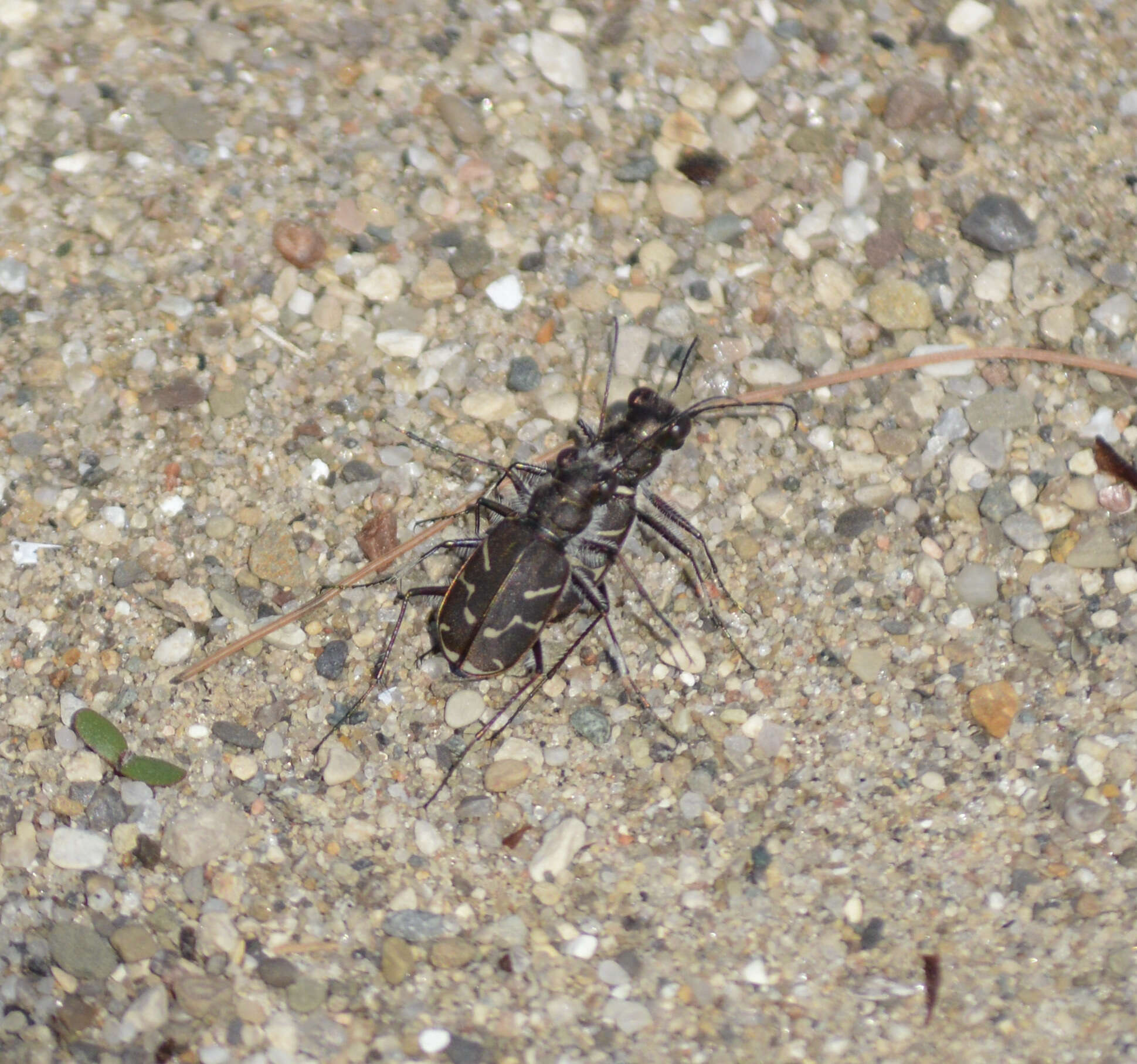 Image of Cicindela (Cicindela) tranquebarica tranquebarica Herbst 1806