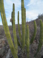 Image of Organ Pipe Cactus