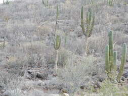 Image of Pachycereus pringlei (S. Watson) Britton & Rose