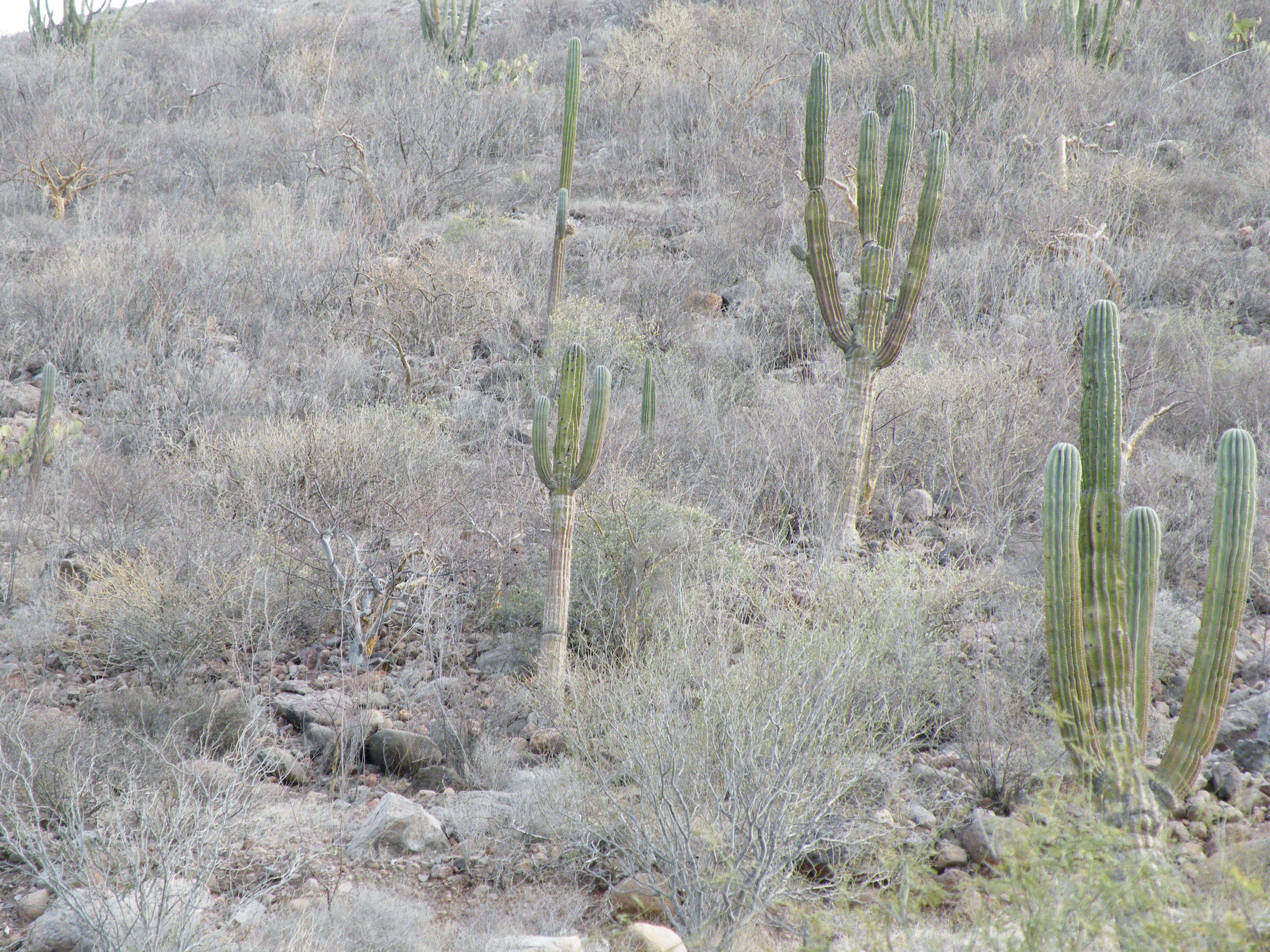 Image of Cardón Cactus