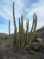 Image of Organ Pipe Cactus