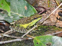 Image of Mindanao Splash Frog