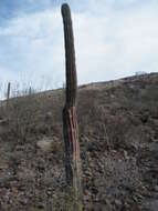 Image of Pachycereus pringlei (S. Watson) Britton & Rose