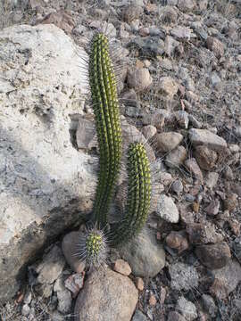 Image of Organ Pipe Cactus