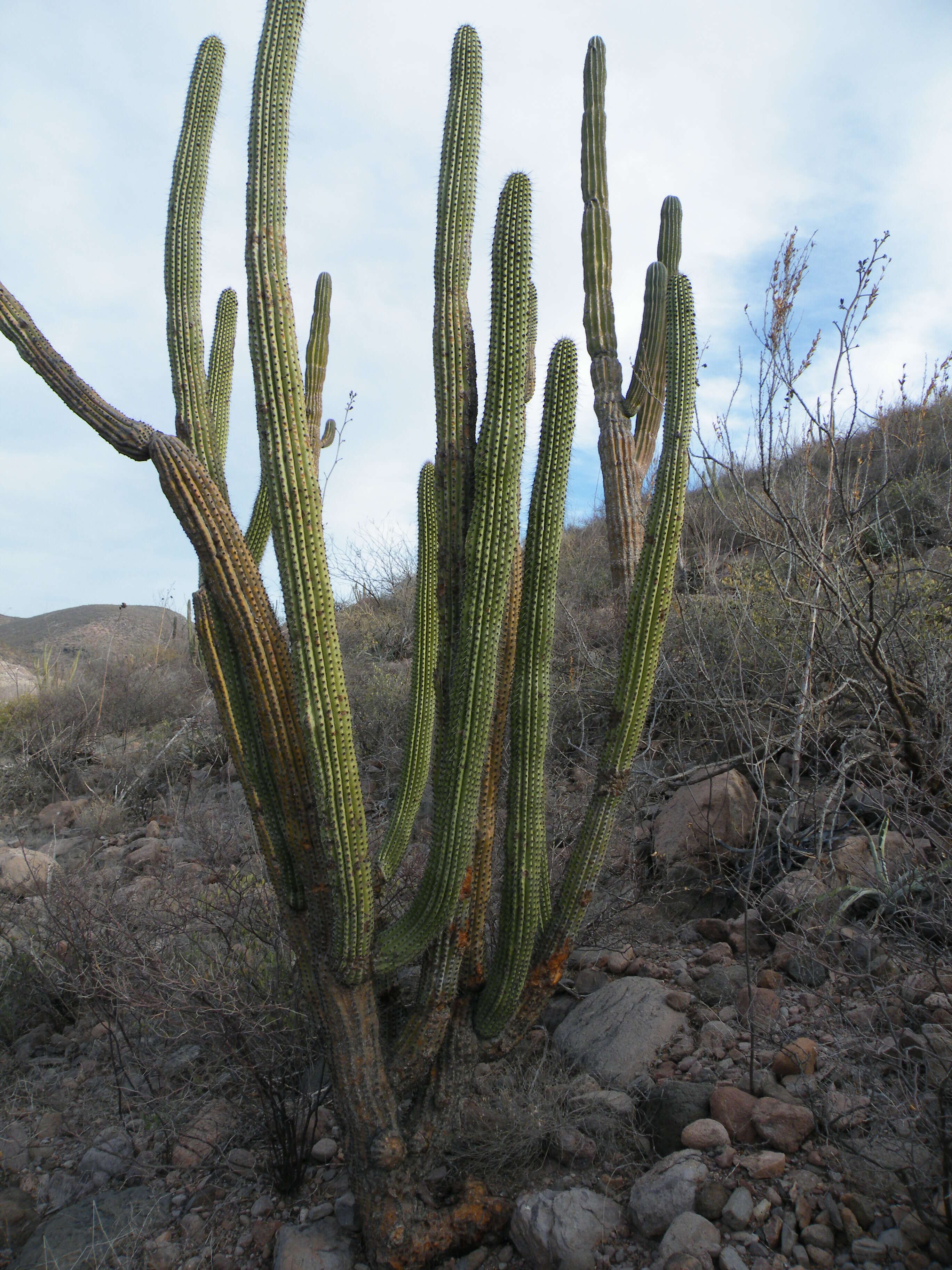 Image of Organ Pipe Cactus