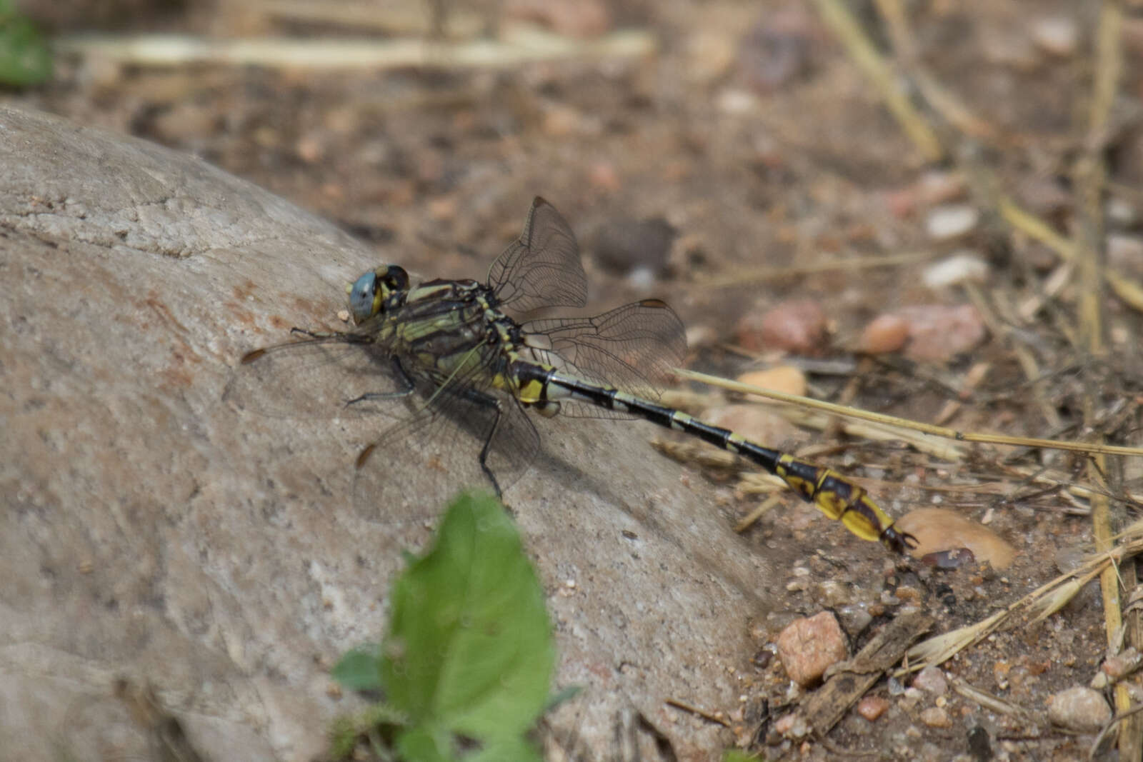 صورة Phanogomphus militaris (Hagen ex Selys 1858)