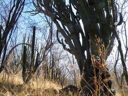 Image of Organ Pipe Cactus