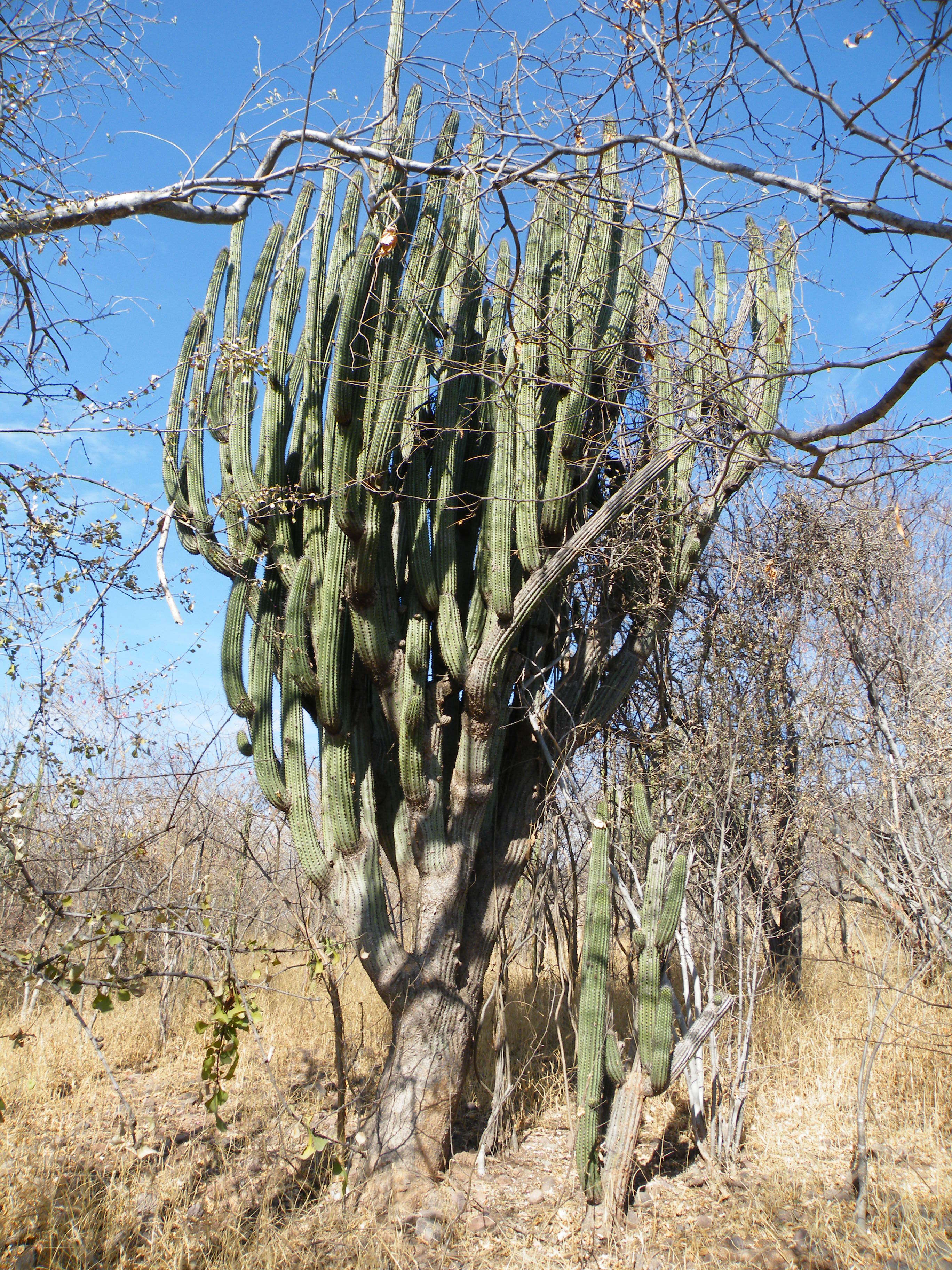 Image of Organ Pipe Cactus