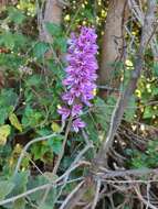 Image of Francoa appendiculata A. Juss.