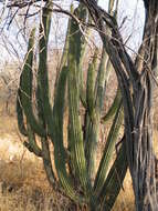 Image of Organ Pipe Cactus