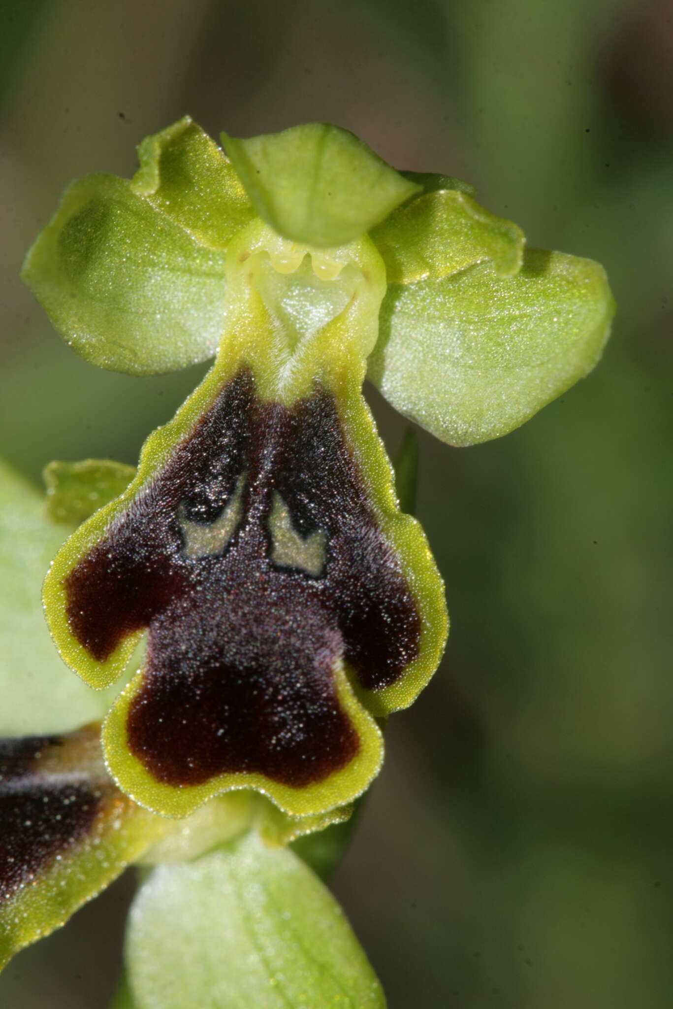 Image of Ophrys fusca subsp. blitopertha (Paulus & Gack) Faurh. & H. A. Pedersen