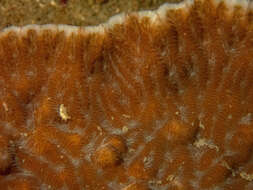 Image of Crispy Crust Coral