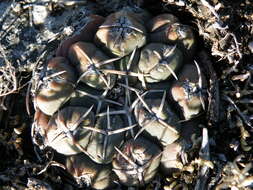 Image of Thelocactus hexaedrophorus (Lem.) Britton & Rose