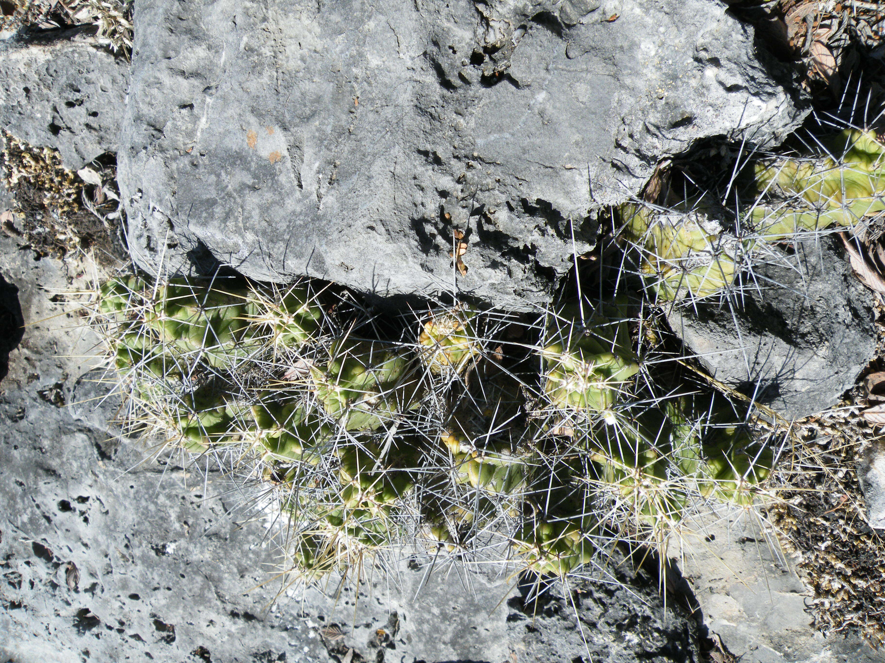 Image of Lady-finger Cactus