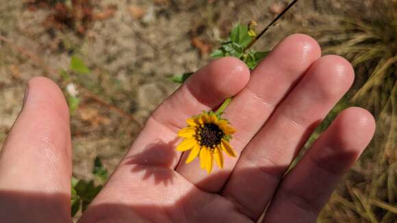 Image of cucumberleaf sunflower