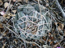 Image of Thelocactus hexaedrophorus (Lem.) Britton & Rose