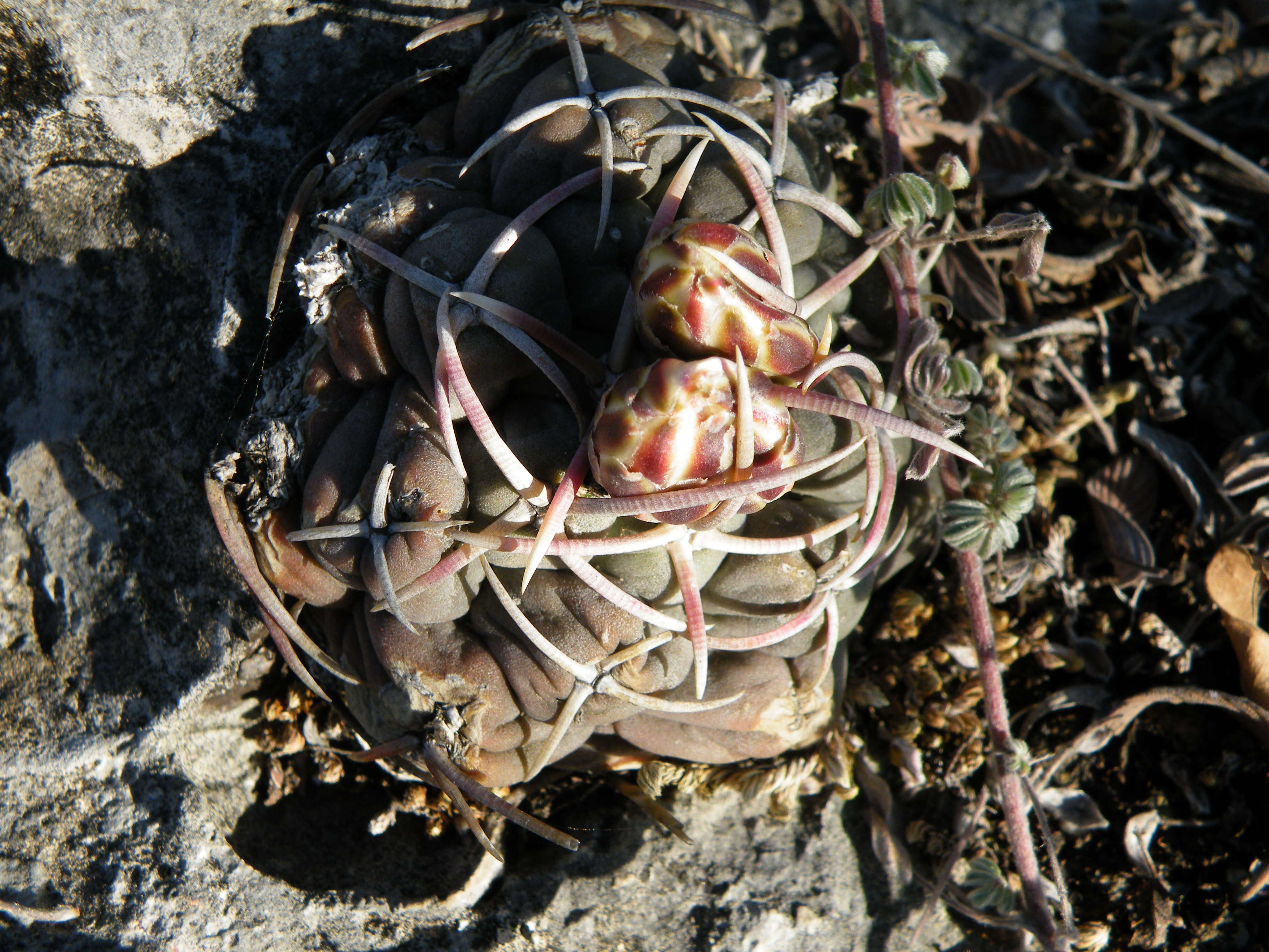 Image of Thelocactus hexaedrophorus (Lem.) Britton & Rose