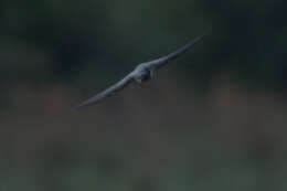 Image of Gray-breasted Martin