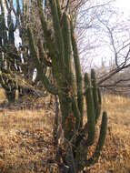 Image of Organ Pipe Cactus