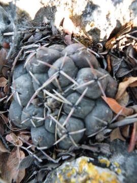 Image of Thelocactus hexaedrophorus (Lem.) Britton & Rose