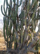 Image of Organ Pipe Cactus