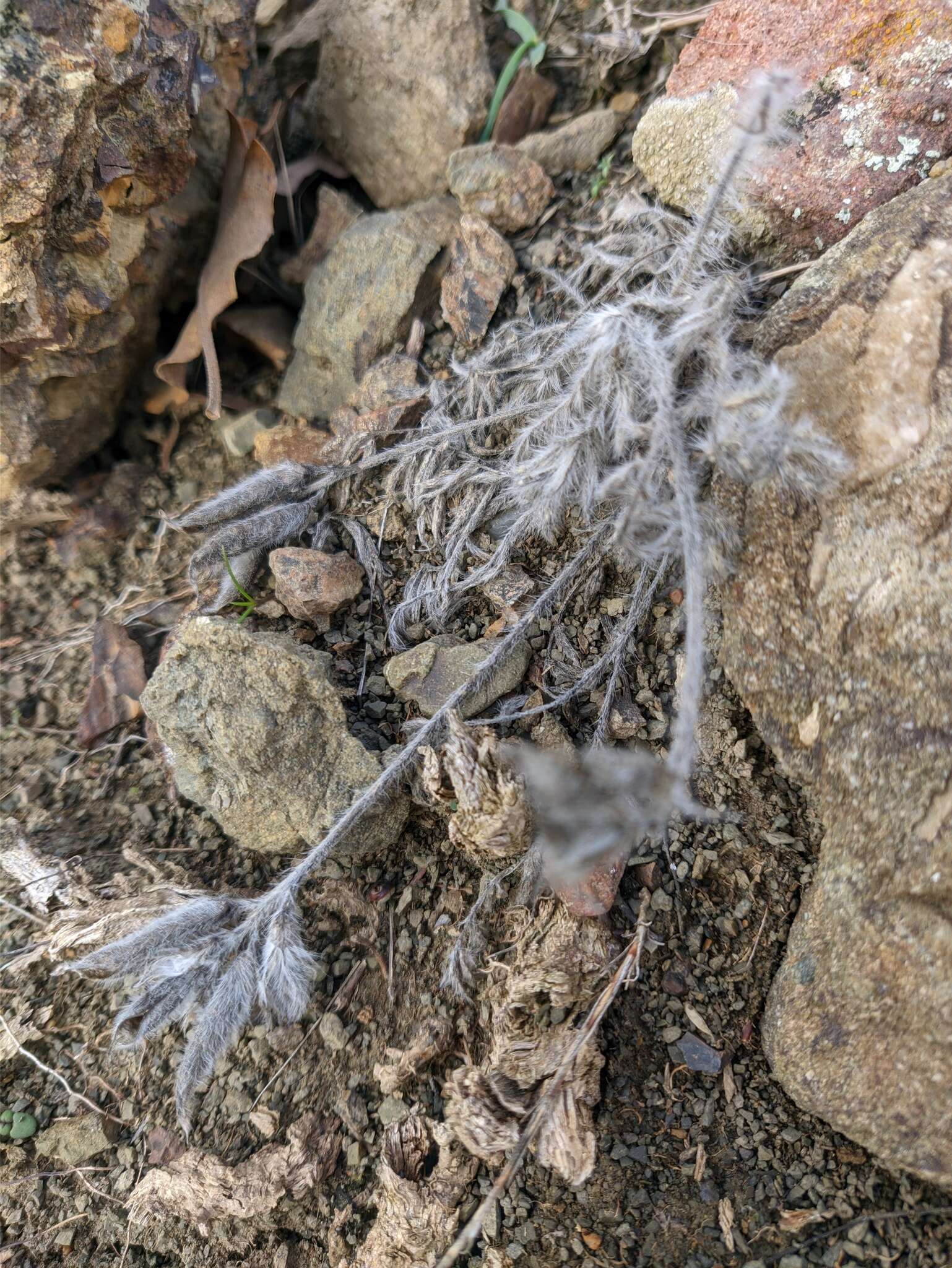 Image of Oxytropis pallasii Pers.