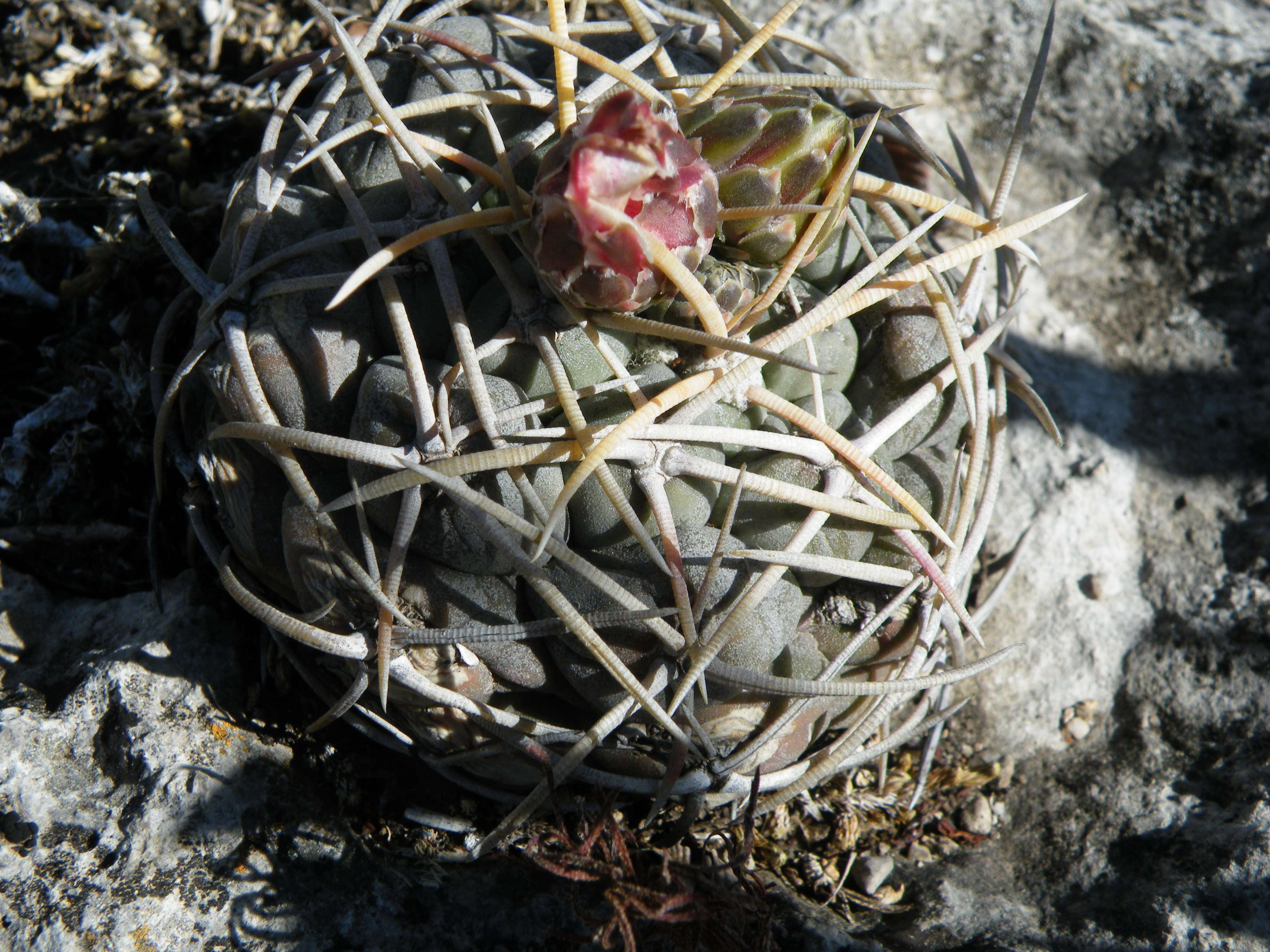 Image of Thelocactus hexaedrophorus (Lem.) Britton & Rose