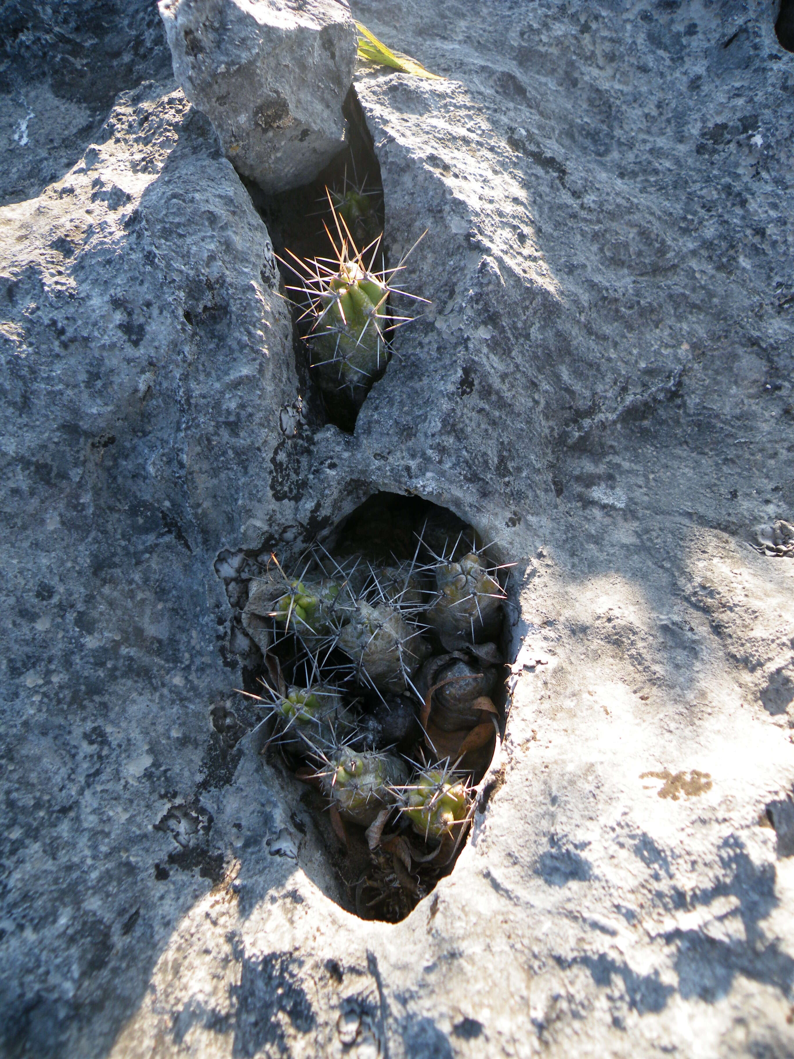 Image of Lady-finger Cactus