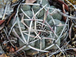 Image of Thelocactus hexaedrophorus (Lem.) Britton & Rose