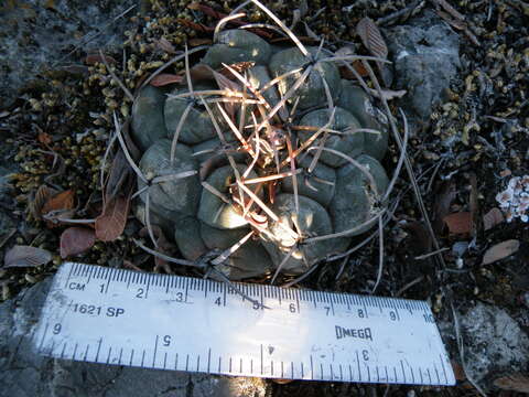 Image of Thelocactus hexaedrophorus (Lem.) Britton & Rose