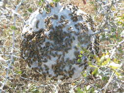 Image of Mexican Honey Wasp