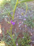 Imagem de Antirrhinum strictum (Hooker & Arnott) A. Gray