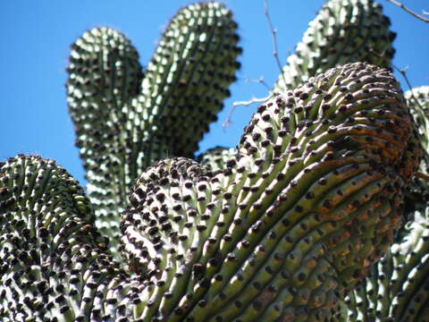 Image of Organ Pipe Cactus