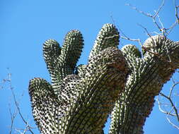 Image of Organ Pipe Cactus