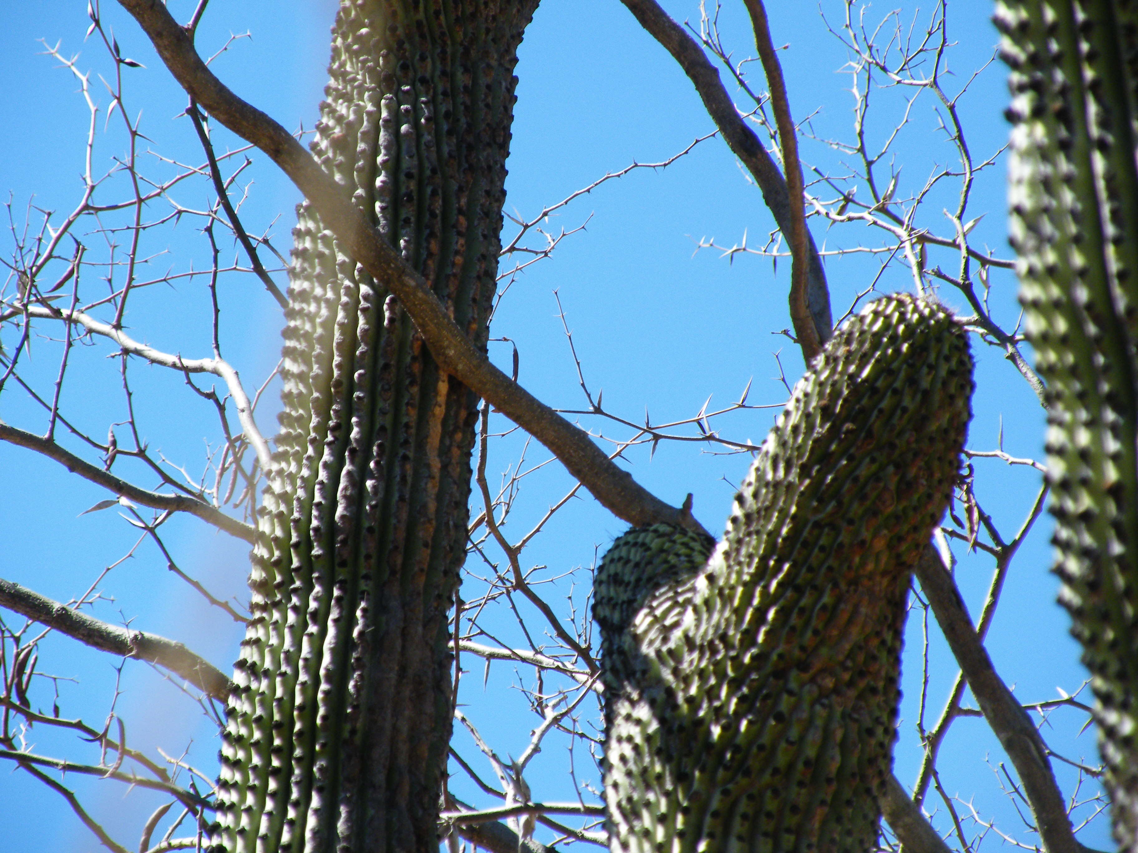 Image of Organ Pipe Cactus