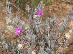 Image of Lampranthus stayneri (L. Bol.) N. E. Br.